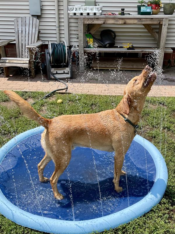 Thick Anti-Slip Sprinkler Swimming Pool for Pets & Kids Summer Outdoor Water Toys photo review