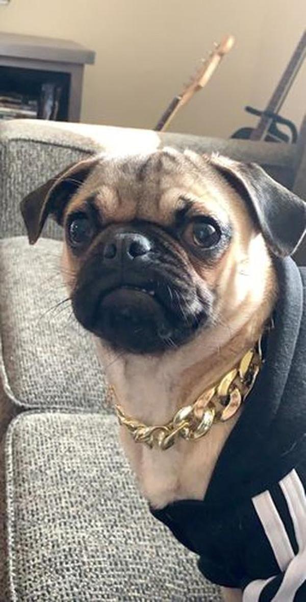 Thugpet Thick Cuban Dog Gold Chain Pet Collar photo review