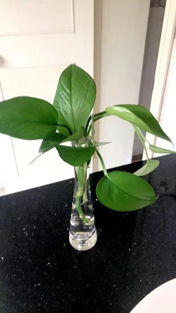 Transparent Glass Flower Vase for Hydroponics Plant Terrarium photo review