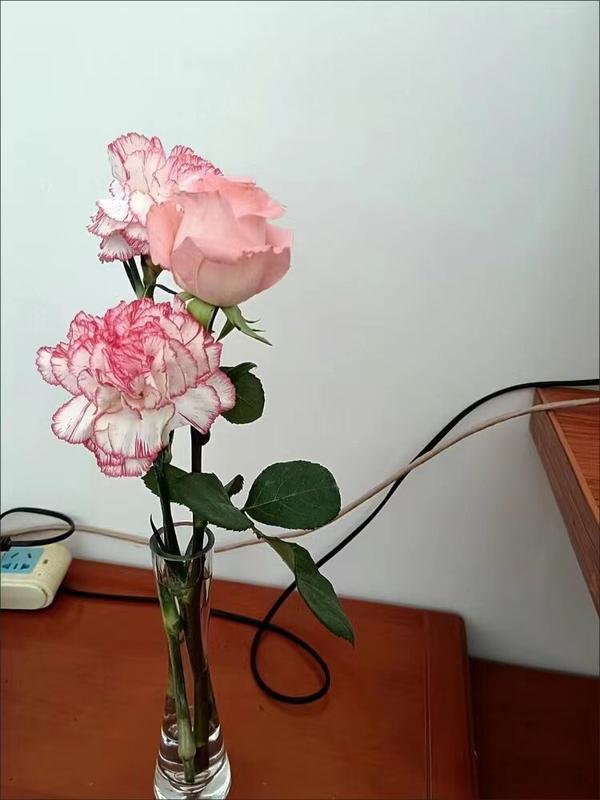 Transparent Glass Flower Vase for Hydroponics Plant Terrarium photo review