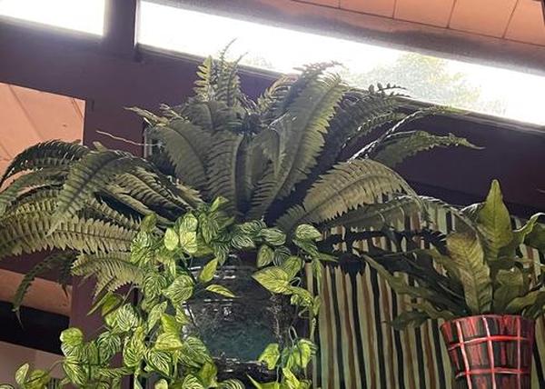 Uv Resistant Lifelike Artificial Boston Fern For Outdoors, 60 leaves 55cm photo review