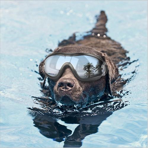 Waterproof Windproof Protective Dog Goggles with Sunscreen and UV Protection