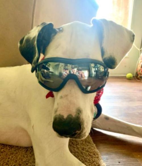 Waterproof Windproof Protective Dog Goggles with Sunscreen and UV Protection photo review