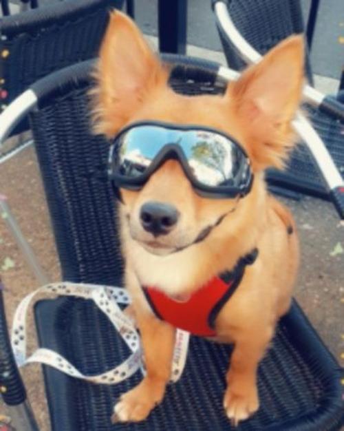 Waterproof Windproof Protective Dog Goggles with Sunscreen and UV Protection photo review