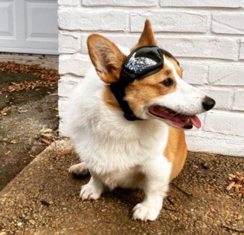 Waterproof Windproof Protective Dog Goggles with Sunscreen and UV Protection photo review