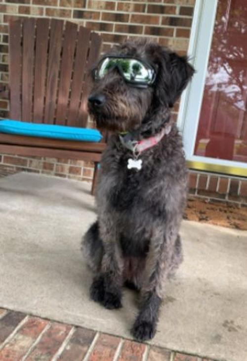 Waterproof Windproof Protective Dog Goggles with Sunscreen and UV Protection photo review